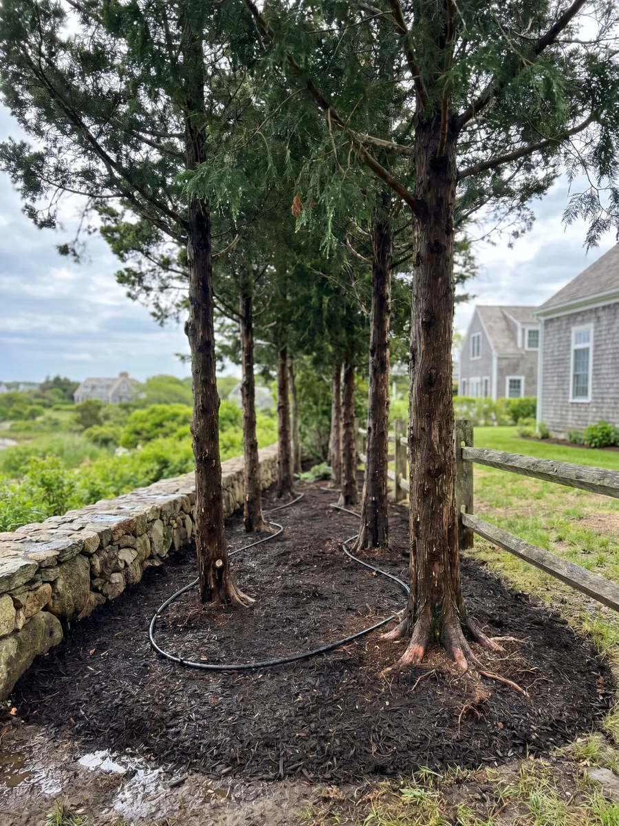 Newly planted specimen evergreen trees with fresh mulch and drip irrigation along a property edge