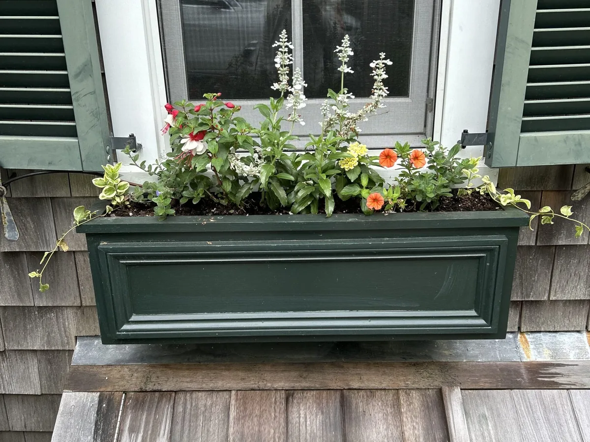White-bloom window box on Martha's Vineyard