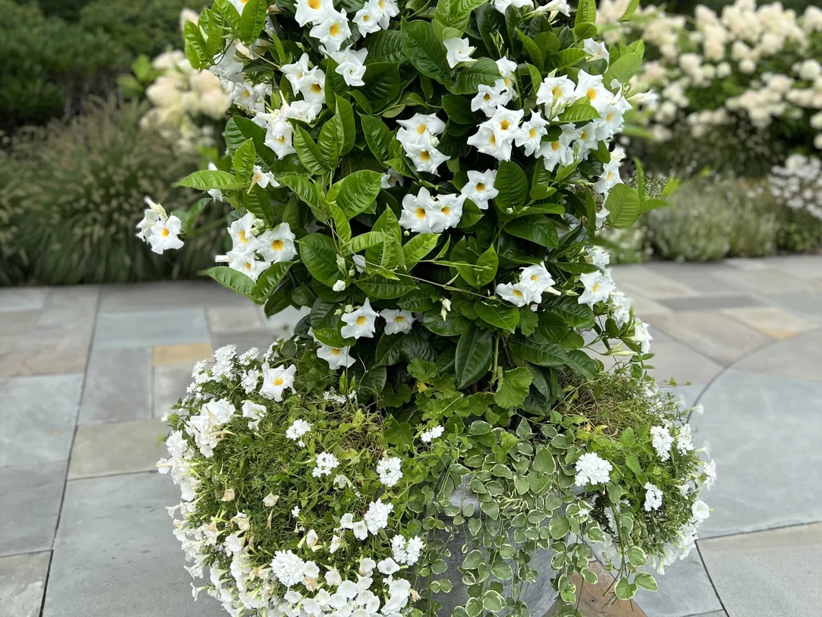 Container planting on a patio on Martha's Vineyard