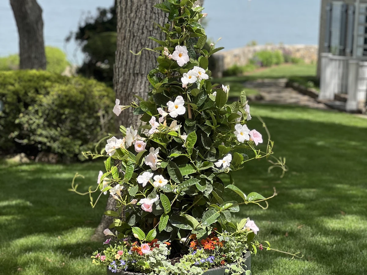 Mandevilla trellis planter with water view on Martha's Vineyard