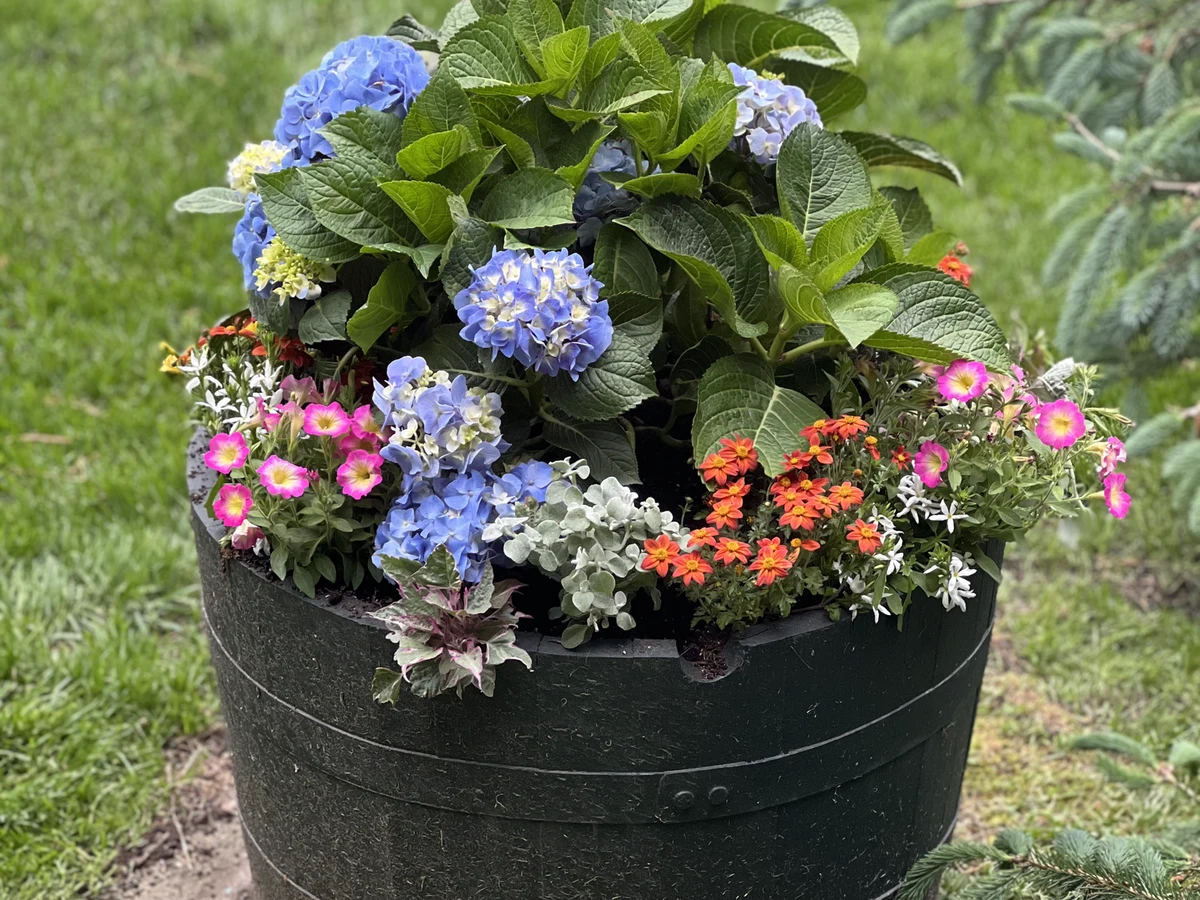 Layered hydrangea and annual barrel planter on Martha's Vineyard