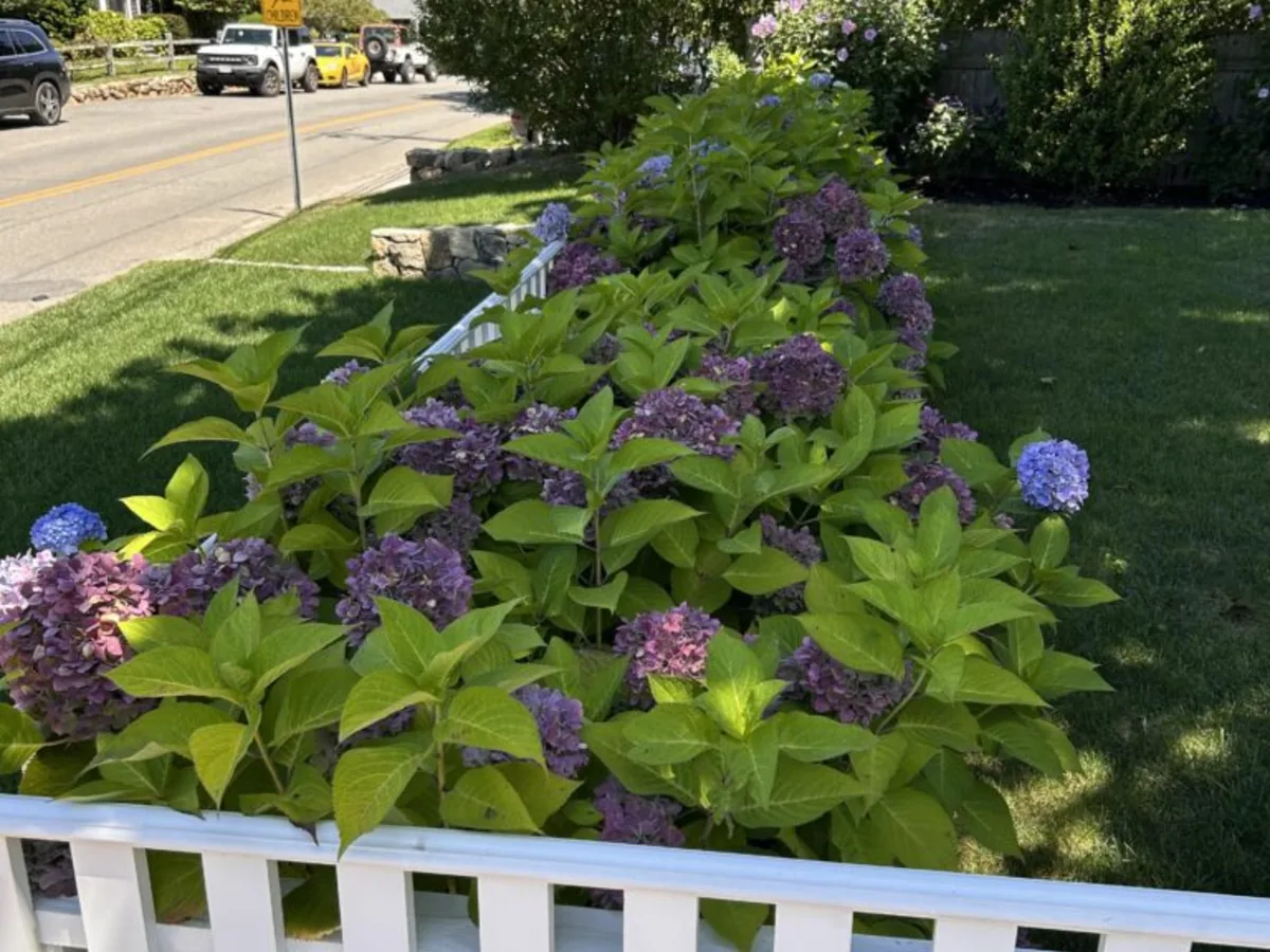 Perennial bed with picket fence on Martha's Vineyard