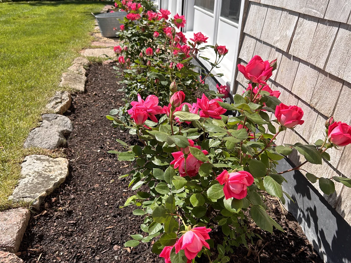 Rose foundation bed in full bloom on Martha's Vineyard