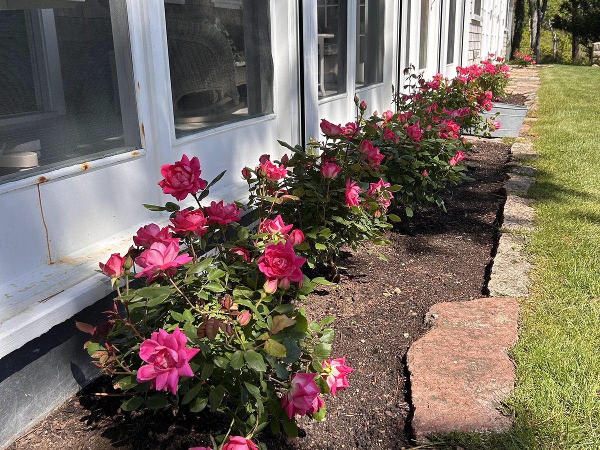 Layered rose planting against shingle siding on Martha's Vineyard