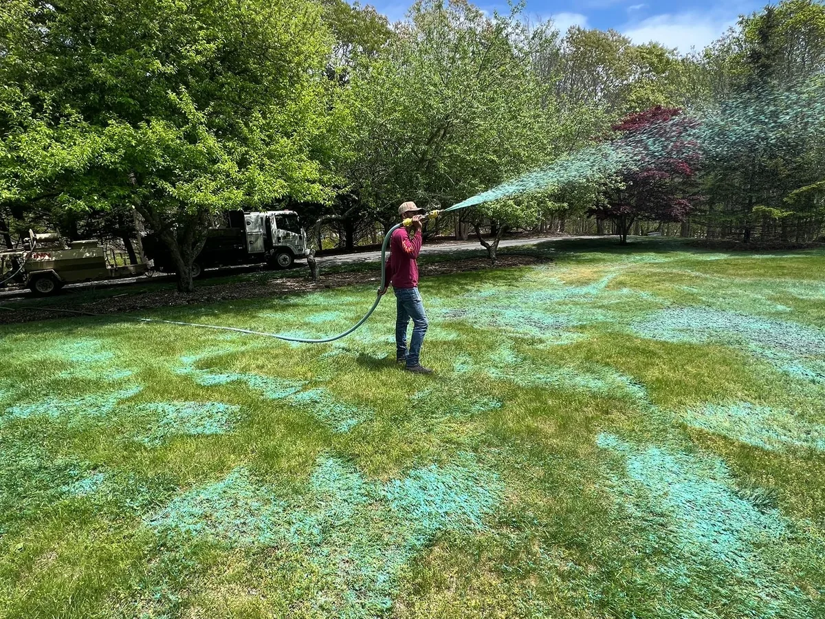 Hydroseeded lawn greening in on Martha's Vineyard