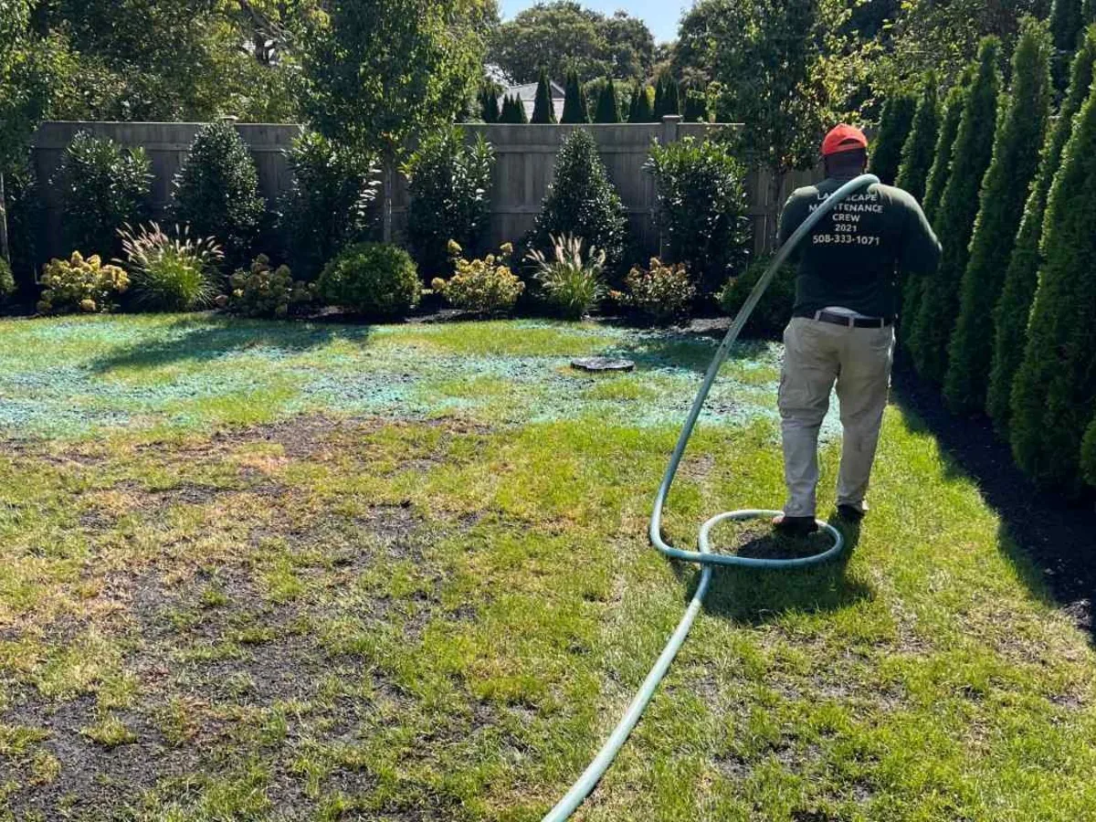 Established hydroseed lawn on Martha's Vineyard