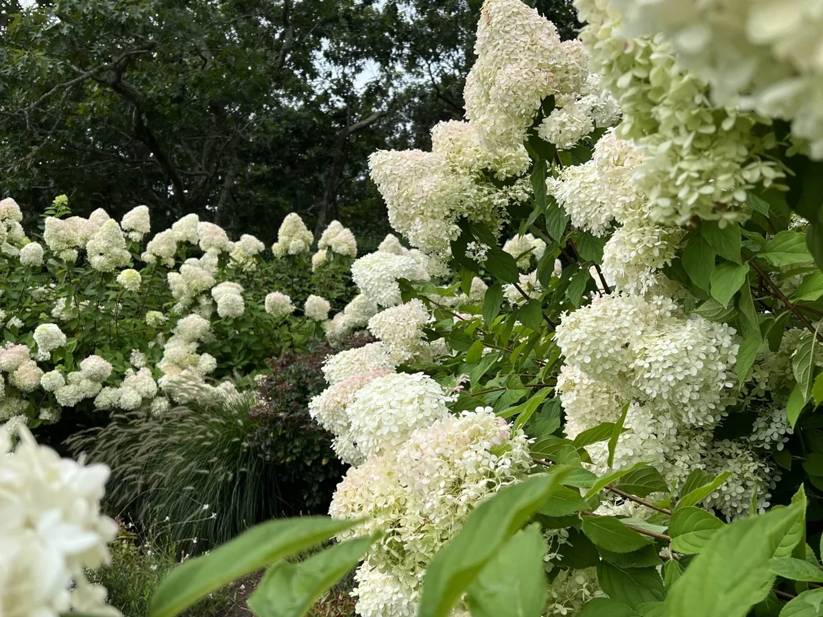 Layered foundation plantings on Martha's Vineyard