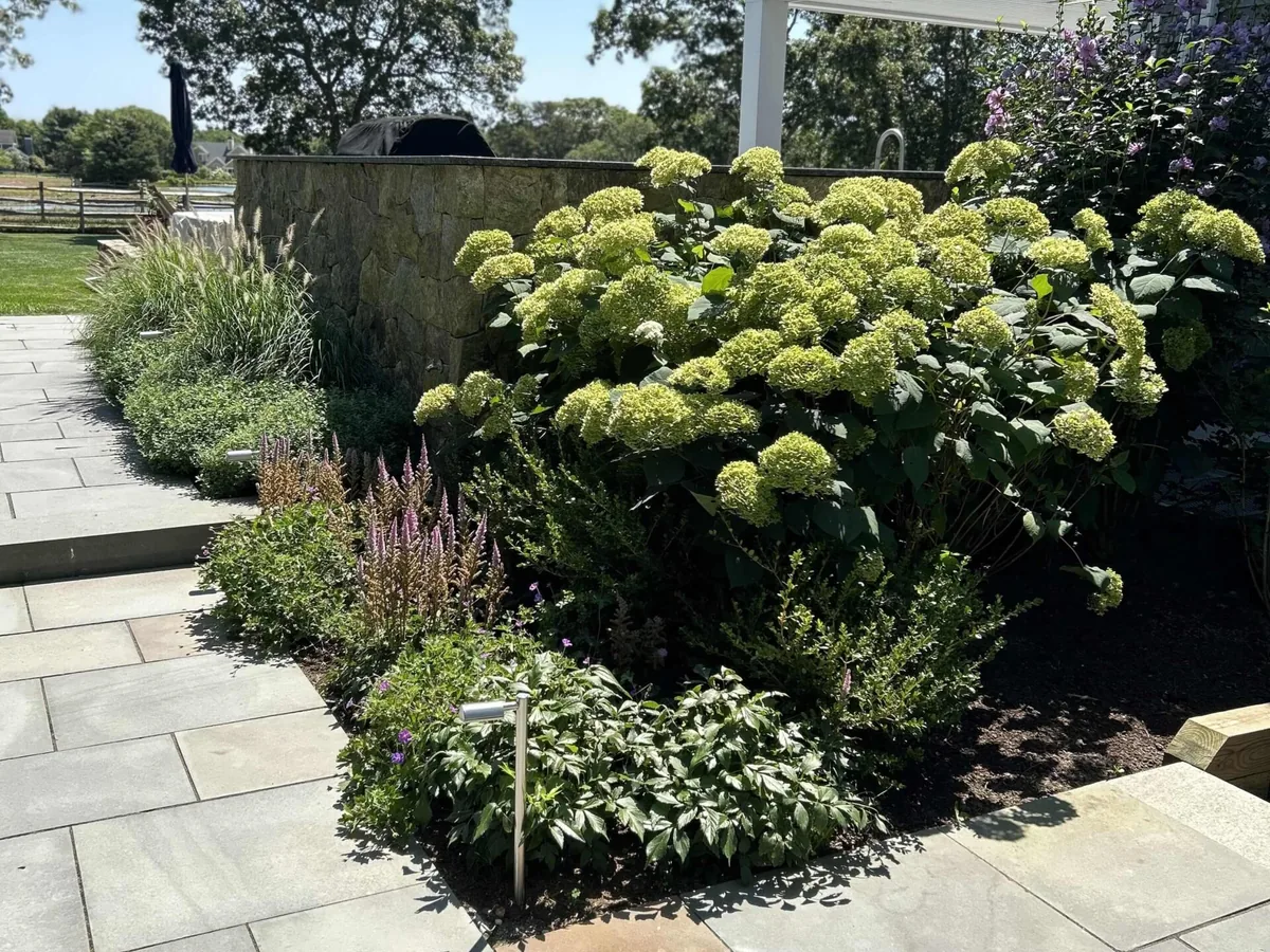 Trimmed shrubs and hedges