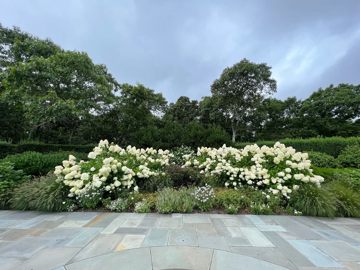 Pruned hydrangeas on Martha's Vineyard