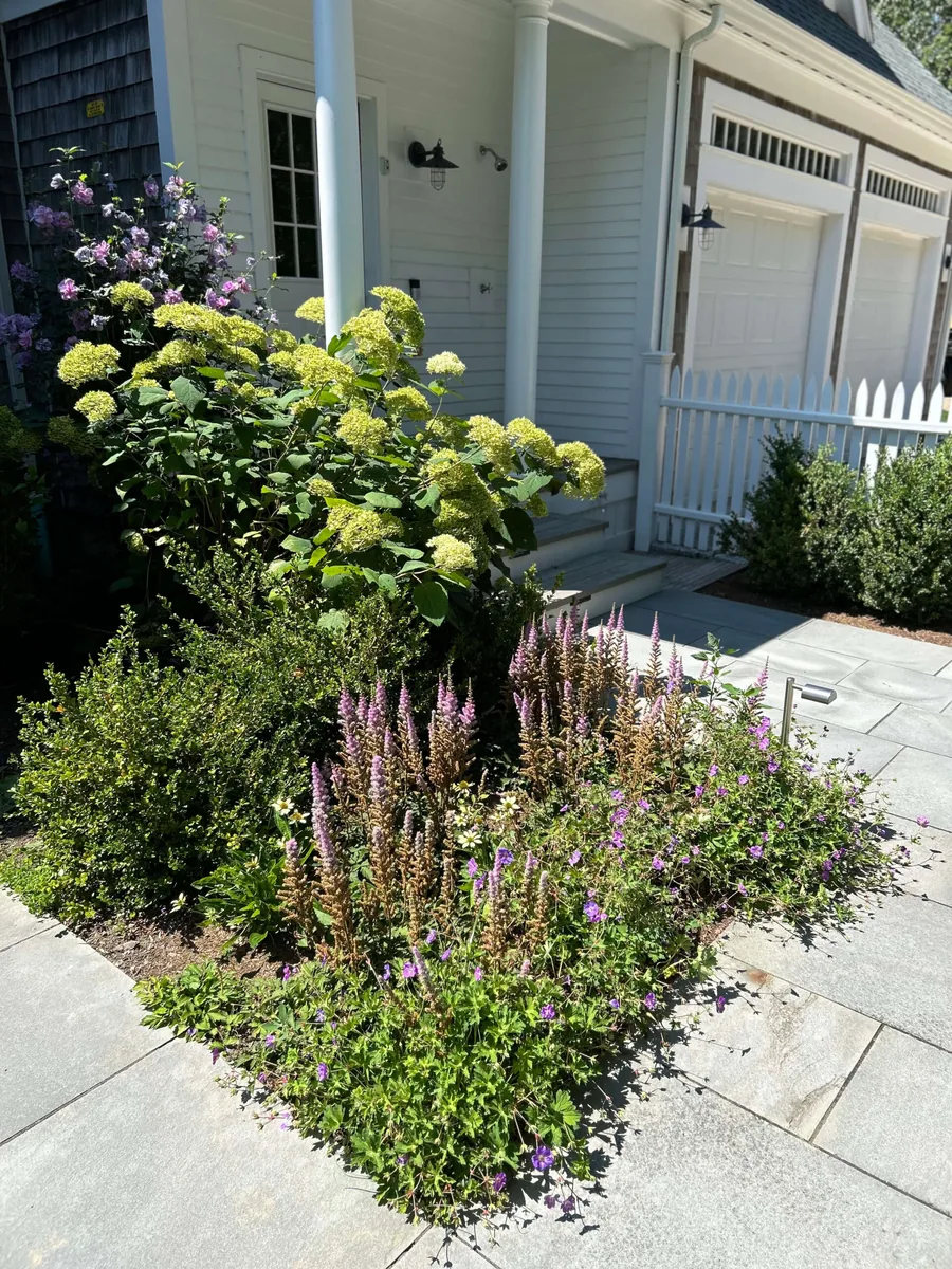 Designed planting of hydrangeas and ornamental grasses by a Martha's Vineyard entrance