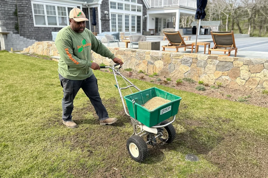 Overseeding during the early fall lawn repair window on Martha's Vineyard